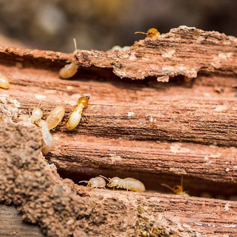 Termite Treatment
