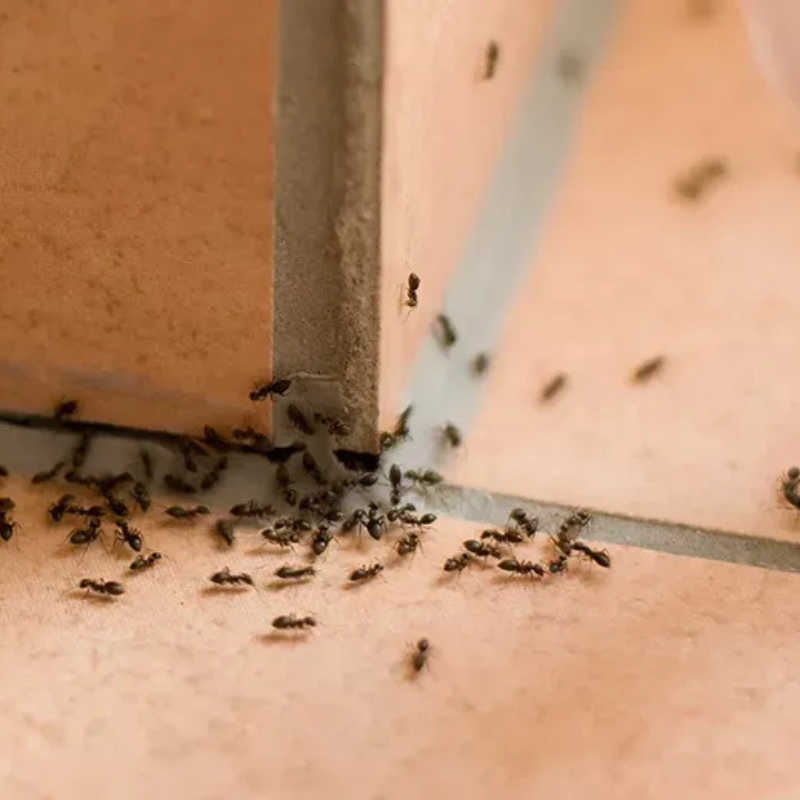 Ant Treatment