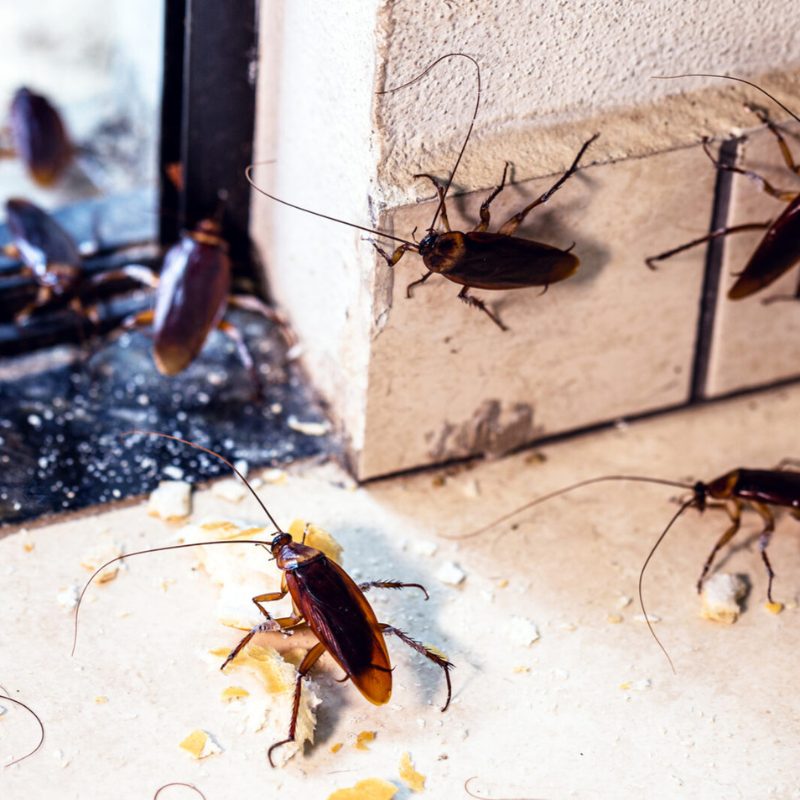 Cockroach Treatment