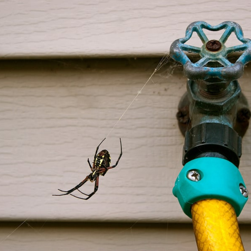 Spider and Wasp Treatments